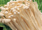 金针菇怎么做好吃 金针菇怎么做的营养做法