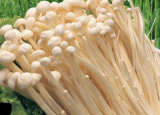 金针菇怎么做好吃 金针菇怎么做的营养做法