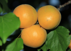 杏儿的营养非常丰富 立夏后吃水果杏的好处