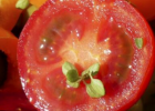 男人吃番茄的好处 番茄可保护男人前列腺