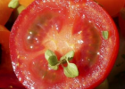 哪种番茄红素含量高 男人吃番茄的好处