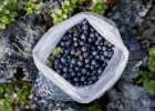 蓝莓有降血压作用吗 常吃蓝莓有哪些好处