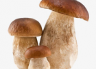 蘑菇的功效功效作用 蘑菇的营养价值