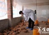 河南养殖场7000只活鸡暴死 禽流感要如何预防