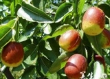 春季5种水果预防疾病好帮手