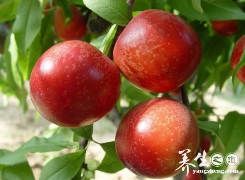 油桃的营养价值 油桃的功效与作用