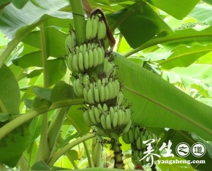 西贡蕉的营养价值 孕妇可以吃西贡蕉吗
