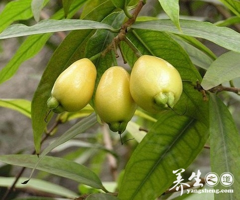 蒲桃的营养价值 蒲桃的功效与作用