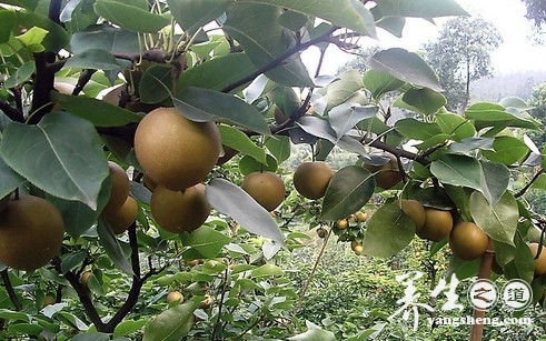 水晶梨的营养价值 水晶梨的功效与作用