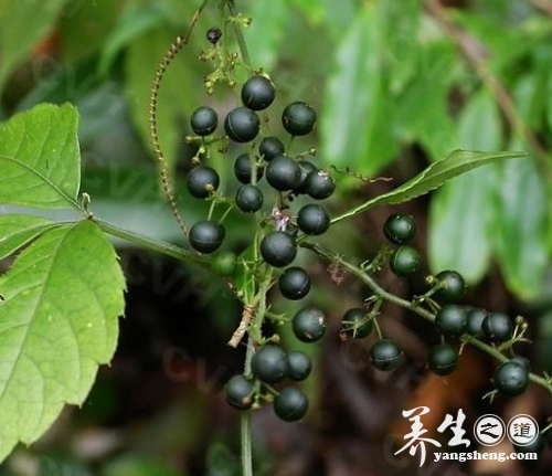 绞股蓝的功效与作用
