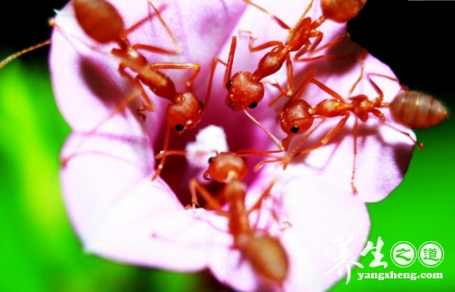 红蚂蚁的营养价值