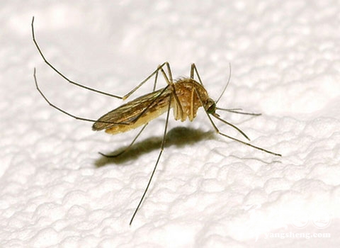 蚊叮虫咬会不会传染艾滋病(4)