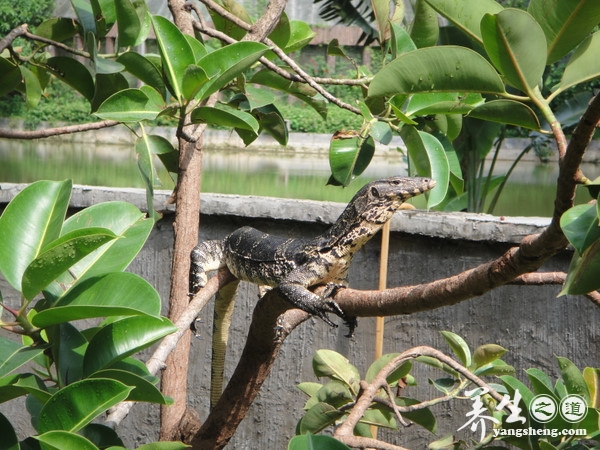 观赏野象和游赏热带雨林 西双版纳野象谷(5)