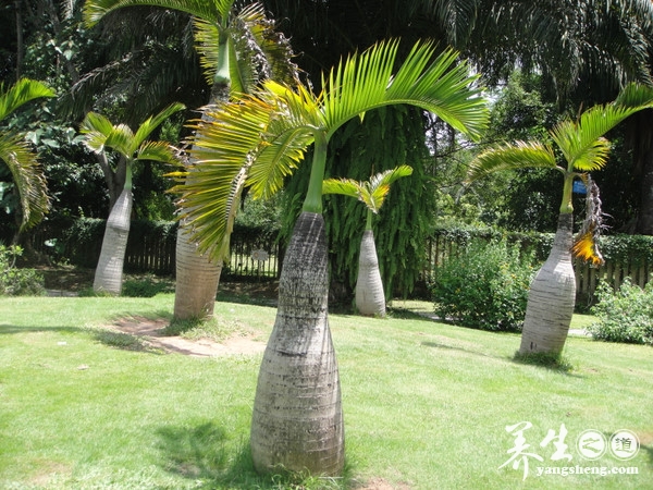 观赏野象和游赏热带雨林 西双版纳野象谷(2)