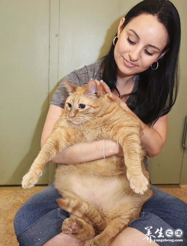 美国超级猫咪明星因肥胖死亡(4)