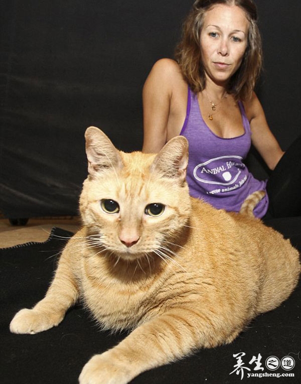 美国超级猫咪明星因肥胖死亡(3)