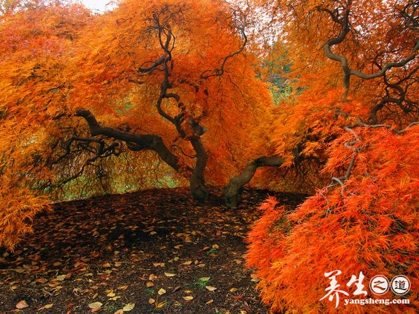 让心灵去旅行 到美国看绝色秋景(4)