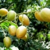 黄皮果的营养价值 黄皮果的功效与作用