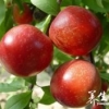 油桃的营养价值 油桃的功效与作用