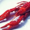 龙虾的营养价值和食疗功效 吃龙虾有什么饮食禁