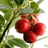 蔓越莓的营养价值 蔓越莓的功效与作用