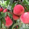 水蜜桃的营养价值 水蜜桃的功效与作用