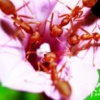 红蚂蚁的营养价值