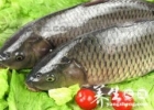 草鱼的营养价值 草鱼怎么吃