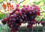 夏季葡萄最过瘾吃法推荐冰冻葡萄 夏季吃葡萄有