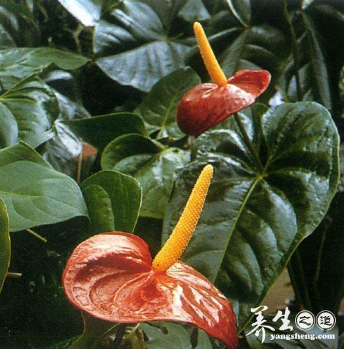天南星的功效与作用