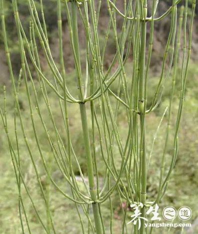 笔筒草的功效与作用