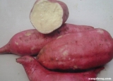 红薯的功效与作用 吃红薯的注意事项