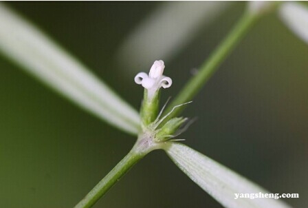 白花蛇舌草的功效与作用