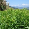 穿心莲的功效与作用