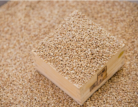 大麦营养价值 吃它有益健康