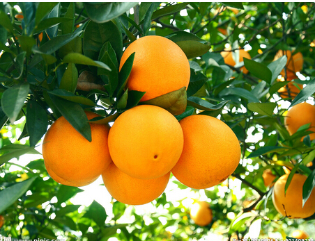 冬天常吃橘子保健康