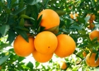 冬天常吃橘子保健康