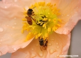 如何应对花粉过敏现象 7大方法轻松治过敏