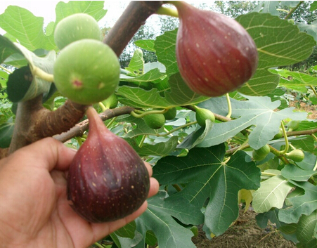 无花果功效 老年人食用它保健养生