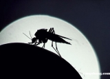 夏季​如何预防蚊虫叮咬 18个妙招助你轻松过夏