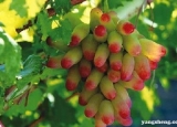 处暑时节果树施肥以有机肥为主 有助于果树健康