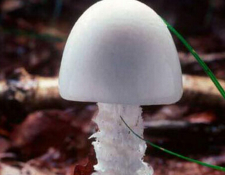 菌菇种类很多 但这种蘑菇吃多危险