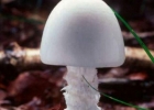 菌菇种类很多 但这种蘑菇吃多危险