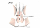 男性生育能力差 刺激这穴位增强生育能力