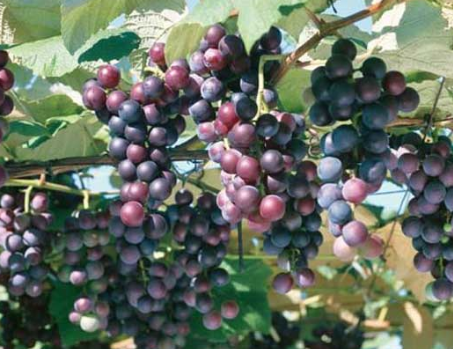 黑葡萄的好处 夏黑葡萄与紫葡萄的区别