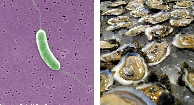 图片：致命的细菌以及其藏身地