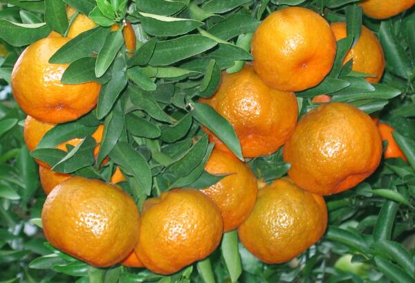 吃橘子有什么好处和坏处？(3)