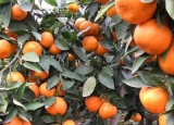 吃橘子有什么好处和坏处？[多图]