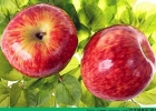 苹果新功效 可促进脂肪燃烧和肌肉增长[多图]