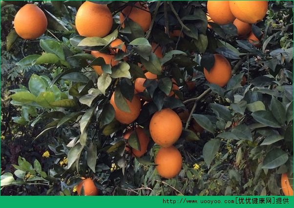 橙子和桔子哪个营养高？橙子和桔子的营养价值介绍(5)